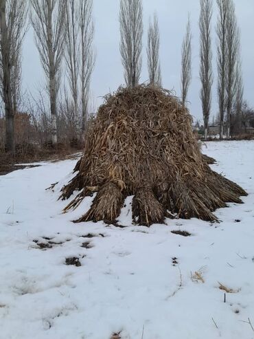 кой сатылат кара балта: Жүгөрү Өзү алып кетүү