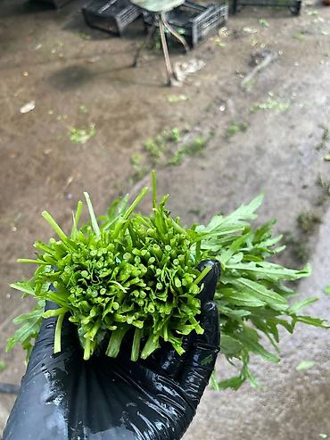 sendvic: Roka (arugula) dəstələri - Təzə yığılmış, iri yarpaqlı roka – kəskin — 3