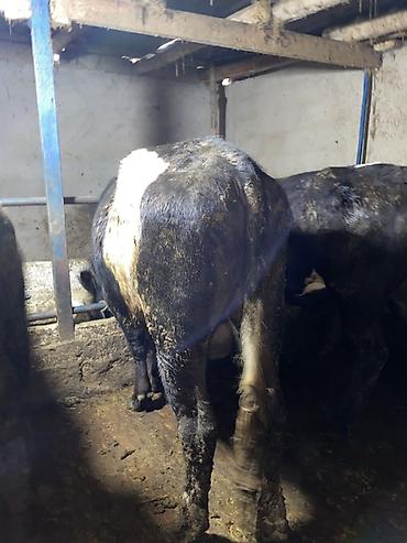 Коровы, быки: Продаю | Бык (самец) | На откорм | Привязанные — 14