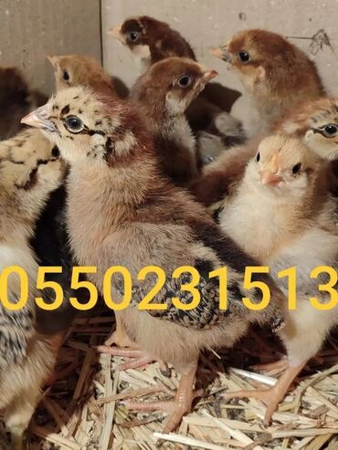 продажа собак в бишкеке: СУТОЧНЫЕ цыплята. Кучинские Юбилейные. Чистопородные. От привозных