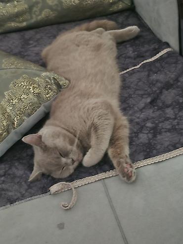 Pişiklər: Britan, Erkək, Cütləşmə üçün -da lalafo.az — 11 Pişiklər: Britan, Erkək, Cütləşmə üçün — 11