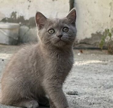 ağ pişiklər: Amerikan Shorthair, Dişi, Yaxşı əllərə, Ünvandan götürmə