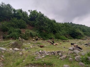 Qoyunlar, qoçlar: Dişi, il: 3, Südlük