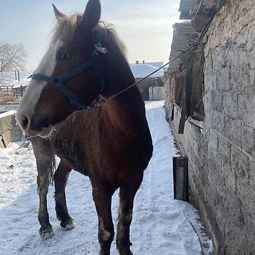 Лошади, кони: Продаю | Жеребец | Рабочий — 10