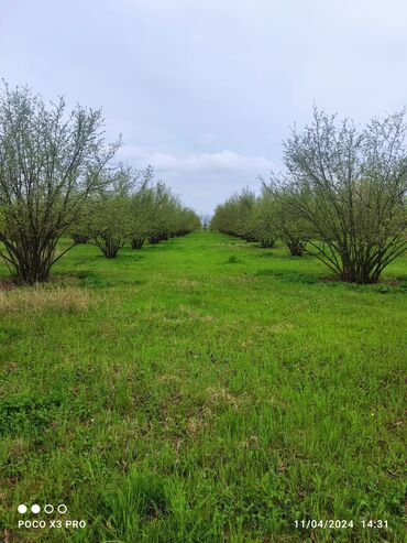 Torpaq sahələrinin satışı: 18 sot, Tikinti, Mülkiyyətçi, Kupça (Çıxarış) — 10