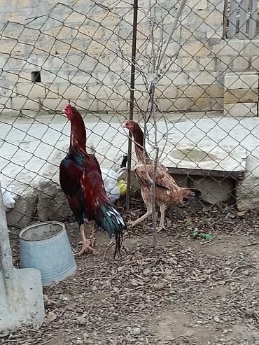 Toyuqlar: Toyuq, Yumurtalıq -da lalafo.az — 8 Toyuqlar: Toyuq, Yumurtalıq — 8