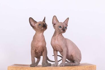 Mačke: Dostupni su prekrasni mačići Spynx i mužjaci i ženke 3 mjeseca zdrave
