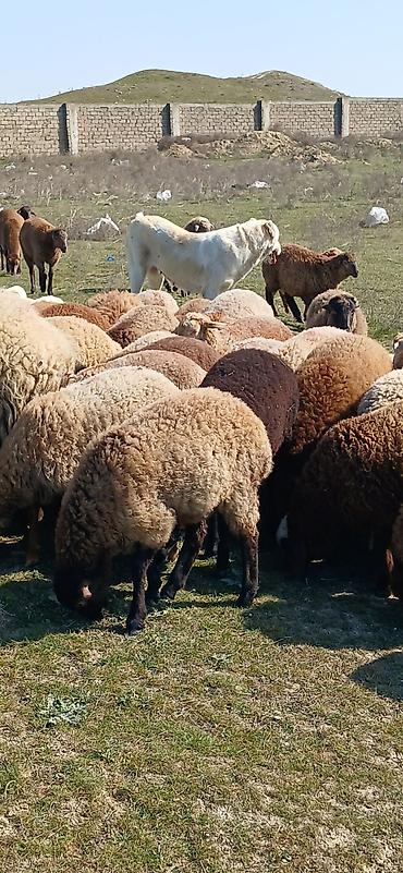 Qoyunlar, qoçlar: Mal-qara: Qoyun sürüsü Təsvir: - Şəkillərdə müxtəlif rəngli (qonur — 9