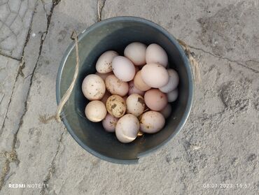 купить яйцо бройлера инкубационное: Продаю инкубационное яйцо Адлерских серебристых, линия Молдова