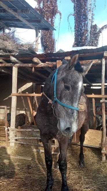 Лошади, кони: Тай сатылымда Атактуу Гималайдын бел баласы баасы