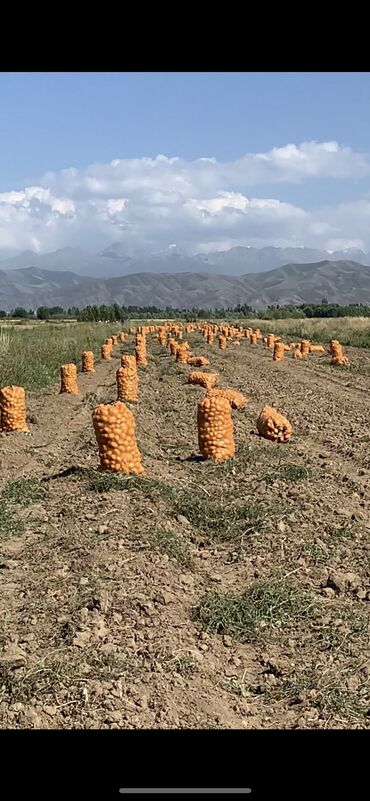 хаггис элит софт 1 в Кыргызстан | Долгосрочная аренда квартир: Договор Продаю семенной картофель сорт Актрис 2022года элита
