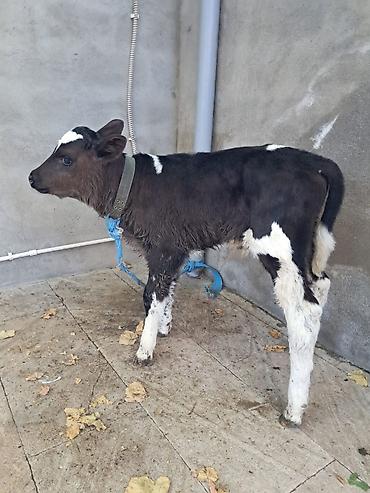 Рогатый скот: Satlıq buzovlarZiğdadir - Cins/type: Yerli qarışQiıqlar (qara‑ağ alaca — 3