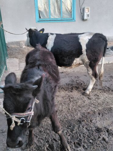 Коровы, быки: Продаю | Бык (самец) | Полукровка | На откорм | Привязанные — 4