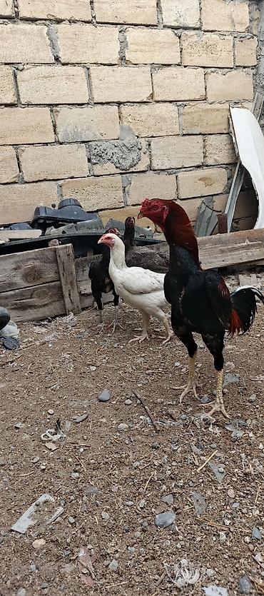 at satisi qiymetleri: Heyrati ailəsi satılır. tam sağlam heyvanlardı xoruz 70 manat fereler — 4