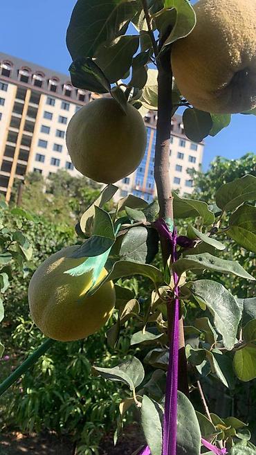 Спил деревьев, заготовка дров: Правильная обрезка плодовых деревьев и винограда. Обрезка 2026 — 12