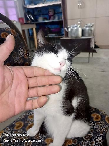 Pişiklər: Yaxşı əllərə — 7