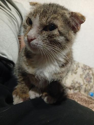животные домашние: Американская короткошёрстная, 2 месяца, Девочка — 7
