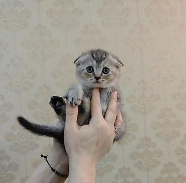 Pişiklər: Şotland, Erkək, Dişi — 1