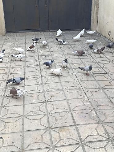 Göyərçinlər: Göyərçinlər satılır –tek cüt fərqi yoxdur kim görerem olsa münasib — 8