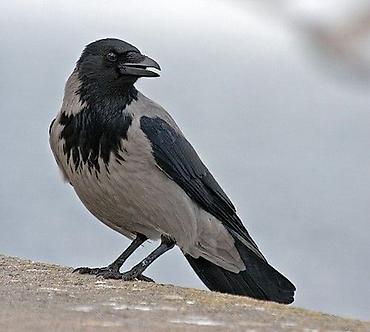 ❗️КУПЛЮ РУЧНУЮ ВОРОНУ ИЛИ ВОРОНА❗️ Серая ворона (Corvus cornix) —