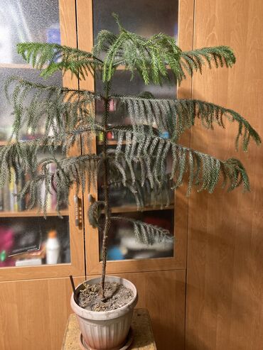 комнатная пальма: Продаю комнатное растение - Араукарию. Рост от горшка - 95 см . Росла