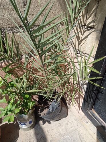 Ağaclar: Xurma ağacları hazır dipcəklərdə 10 manatdan 150 manata kimi ağaclar — 9