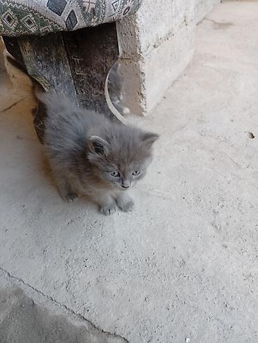 сфинкс котята: Кошка даром: Сибирская, Мальчик, Приучена к лотку, Проглистована, С прививками — 1