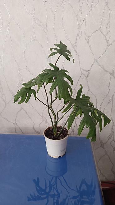 цветы токмок: Продаю цветы 
 район Ата Тюрк парк — 5