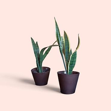 Sanseverija (Svekrvin jezik) u saksiji - Biljka: Sansevieria
