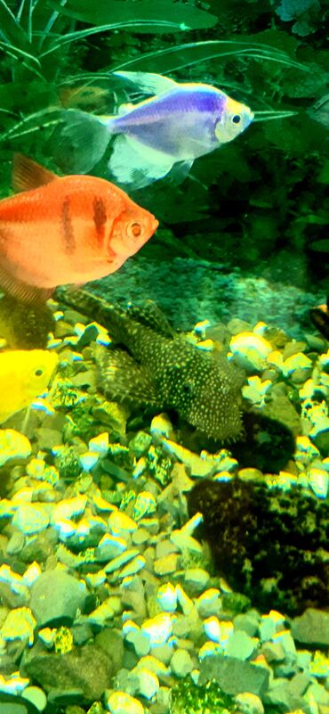 Akvariumlar: Dördbucaq akvarium, Balıqlarla birlikdə, 100 l — 6