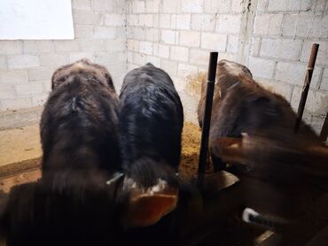 Коровы, быки: Продаю | Бык (самец) | Полукровка | На откорм | Привязанные — 8