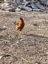 Xoruzlar: Xoruz, il: <1, Ünvandan götürmə — 3