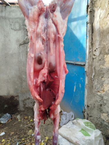 Ət: Dovşan eti halal kesilmiş halal ceki 1 ededi gelir 1k.800q. 1k.500q -da lalafo.az — 25 Ət: Dovşan eti halal kesilmiş halal ceki 1 ededi gelir 1k.800q. 1k.500q — 25
