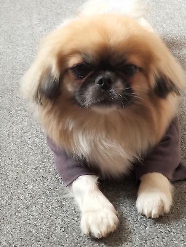 ağ itlər: Pekines, 1 il, Dişi, Ünvandan götürmə — 2