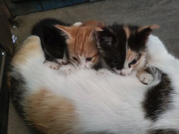 в добрые руки котята: Кошка даром: Беспородная, 1 месяц, Девочка