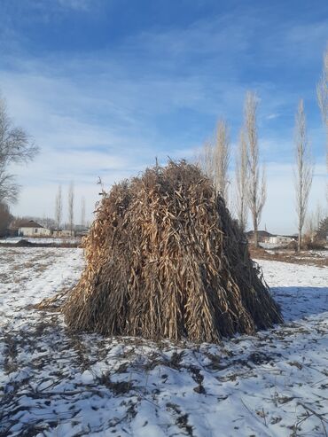 ортопедические товары: Кукурузы