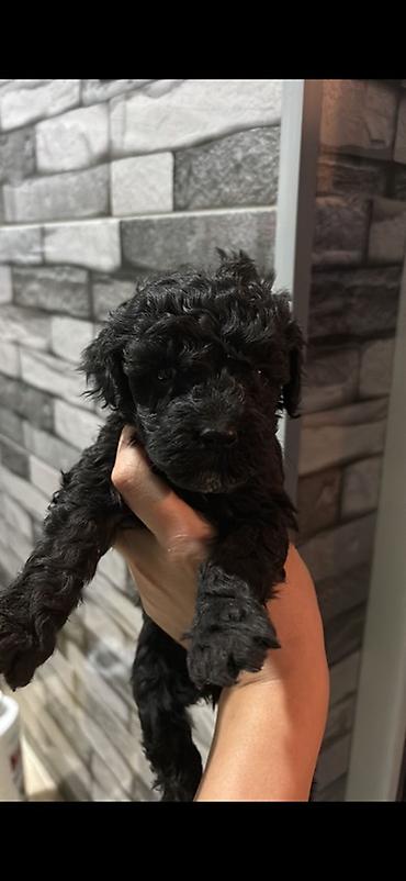 tap.az heyvanlar itler: 1aylıq Toy Poodle balaları – qara rəngli, sıx qıvrım tüklü Məhsulun — 2