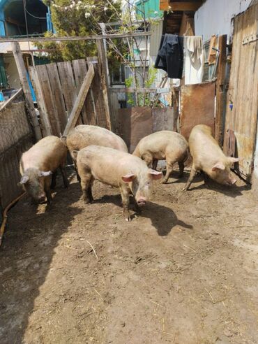 продам свинью: Продаю | Свинья (самка) | Ландрас | Для разведения | Матка
