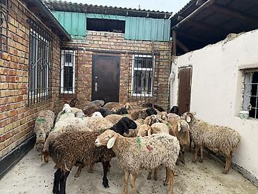 Баран, овца: Продаю | Баран (самец) | Для разведения — 3