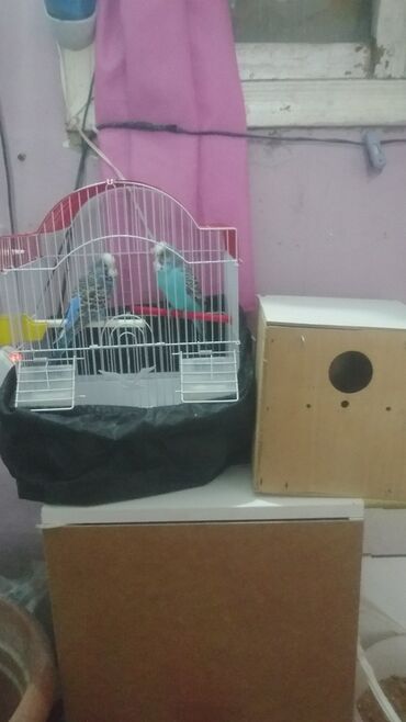 Tutuquşları: Tutuquşları — 27