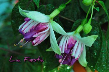 Другие комнатные растения: Продаю Детки!!! (укорененные черенки)сортовых,комнатных фуксий!Цена — 9