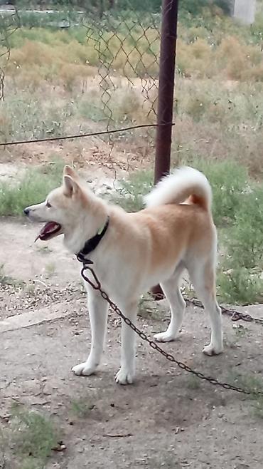 alabay iti satisi: Akita-inu, 11 ay, Erkək — 6