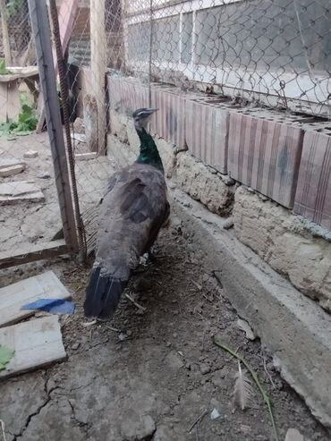 Tovuz quşları: Göy rəngli boyunlu, boz rəngli dişi tovuzquşu satılır. Bu quş