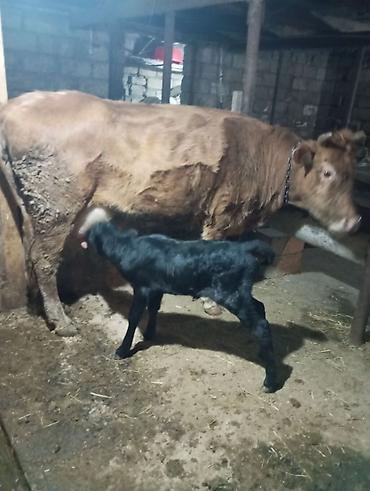 Inəklər, öküzlər: Inək satılır 1ci balasıdır balası dişidi inək 3 məsindən 8l süd verir — 2