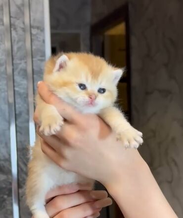 британская шоколадная кошка: Британская короткошёрстная, 1 месяц, Мальчик, Золотая шиншилла, Приучена к лотку, Проглистована