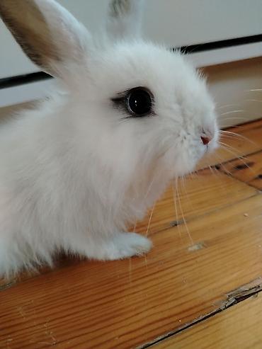 ev heyvanları: Hollant mini lop,tam sağlamdı,ev şəraitində saxlanılıb,vp:051 927 25 — 3