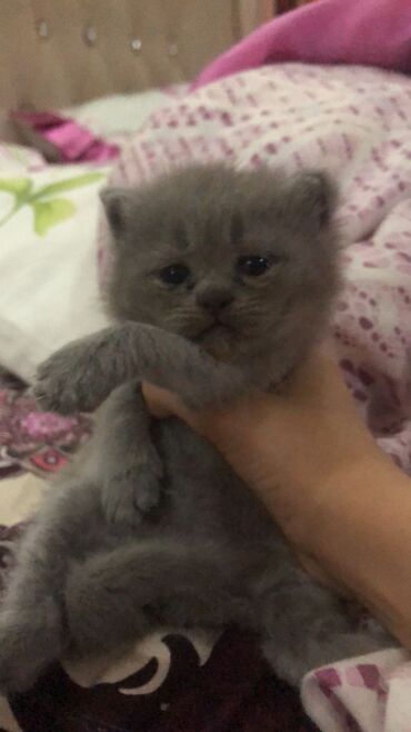 Pişiklər: Şotland yastı qulaq, Erkək, Dişi, Yaxşı əllərə, Ünvandan götürmə, Pulsuz çatdırılma, Ödənişli çatdırılma — 160