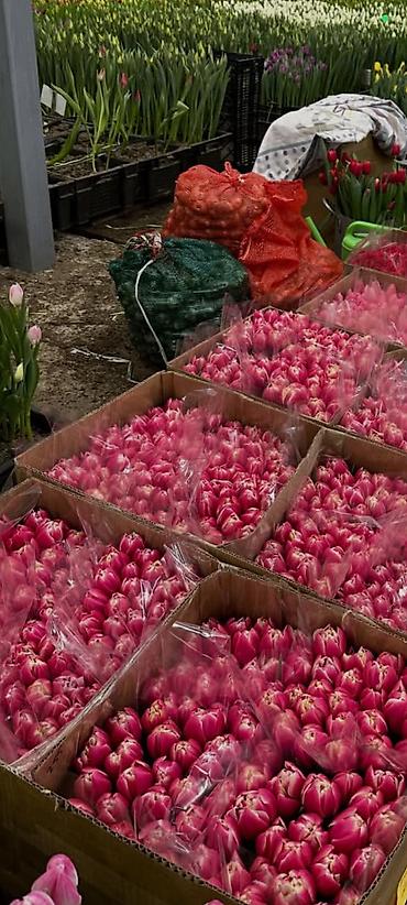 Букеты из живых цветов: Тюльпаны с тепличной выгонки — оптом и для флористов. - Ассортимент — 8