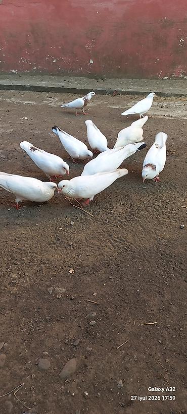 Toyuqlar: Toyuq, Damazlıq -da lalafo.az — 15 Toyuqlar: Toyuq, Damazlıq — 15