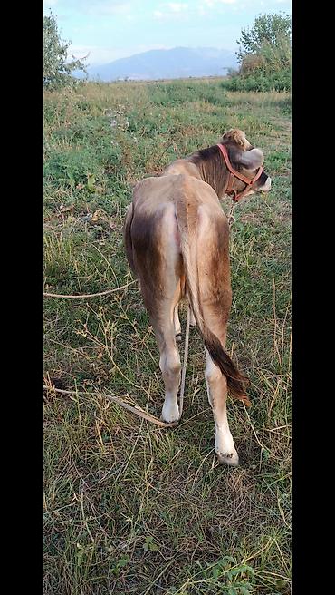 Коровы, быки: Продаю | Бык (самец) | На откорм — 8